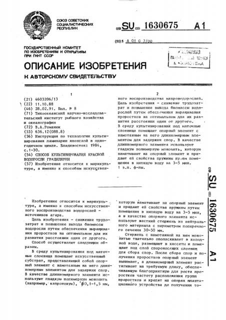 Способ культивирования красной водоросли грацилярии (патент 1630675)