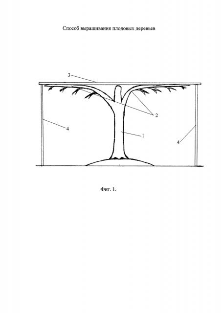 Способ выращивания плодовых растений (патент 2621261)