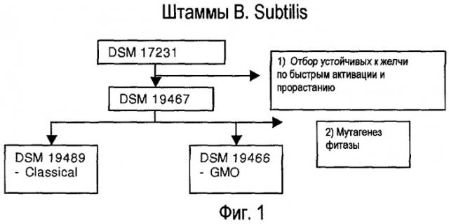 Штамм бактерий bacillus subtilis с высоким уровнем продуцирования фитазы (варианты), композиция для кормления животных и способ кормления животных (патент 2506307)