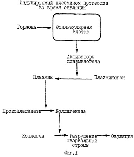 Синергичные композиции, содержащие аскорбат и лизин, для лечения состояний, связанных с деструкцией внеклеточного матрикса (патент 2268038)