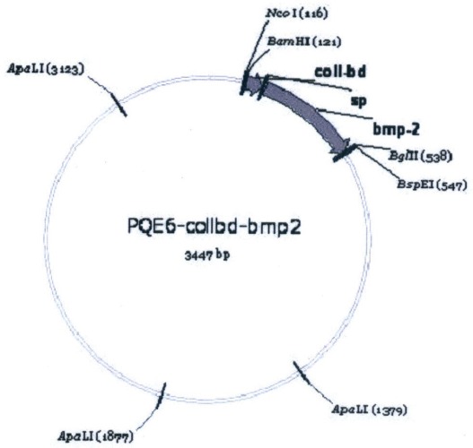 Рекомбинантный белок collbd-bmp-2, рекомбинантная плазмида pcollbd-bmp-2, штамм escherichia coli-продуцент рекомбинантного белка collbd-bmp-2, способ получения рекомбинантного белка collbd-bmp-2 (патент 2408727)