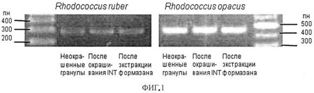 Способ видовой дифференциации жизнеспособных родококков, иммобилизованных в гелевом носителе (патент 2525934)