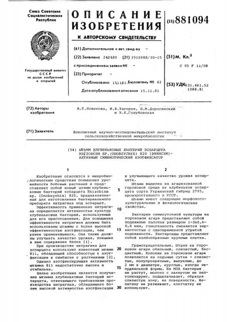 Штамм клубеньковых бактерий эспарцета rнizовiuм sp.(оnовrуснis)-820 /вниисхм/-активный симбиотический азотфиксатор (патент 881094)
